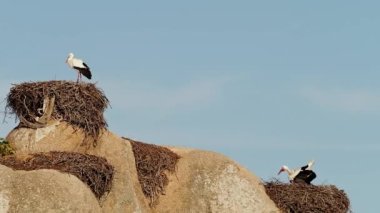 Ciconia ciconia Storks kolonisi Los Barruecos Doğal Anıtı 'nda korunan bir bölgede, Malpartida de Caceres, İspanya' da Extremadura.