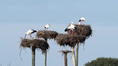 Ciconia ciconia Storks kolonisi Los Barruecos Doğal Anıtı 'nda korunan bir bölgede, Malpartida de Caceres, İspanya' da Extremadura.