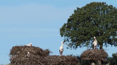 Ciconia ciconia Storks kolonisi Los Barruecos Doğal Anıtı 'nda korunan bir bölgede, Malpartida de Caceres, İspanya' da Extremadura.