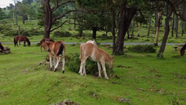Wild Horses Eating Grass San Andres Teixido Galicia Spain Europe — Stockvideo