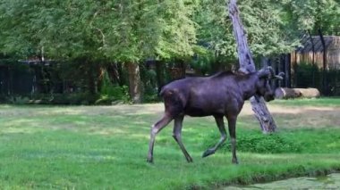 Geyik ya da geyik, Alces Alces geyik familyasındaki en büyük türdür. Geyikler, erkeklerin geniş, düz ya da palmat boynuzlarıyla ayırt edilir..
