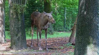 Geyik ya da geyik, Alces Alces geyik familyasındaki en büyük türdür. Geyikler, erkeklerin geniş, düz ya da palmat boynuzlarıyla ayırt edilir..