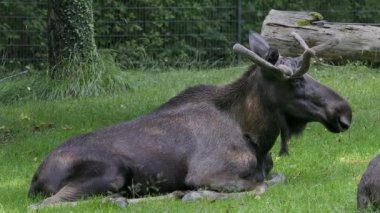 Geyik ya da geyik, Alces Alces geyik familyasındaki en büyük türdür. Geyikler, erkeklerin geniş, düz ya da palmat boynuzlarıyla ayırt edilir..