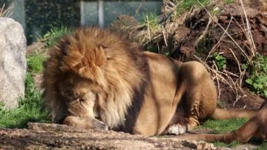 Aslan, Panthera leo, Panthera cinsindeki dört büyük kediden biridir ve Felidae familyasının bir üyesidir..