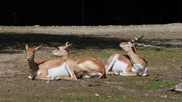 Indický Blackbuck Antelope Cervicapra Nebo Indické Antilopy Obývají Travnaté Pláně — Stock video