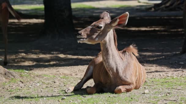 Greater Kudu Tragelaphus Strepsiceros Antilope Boschiva Presente Tutta Africa Orientale — Video Stock