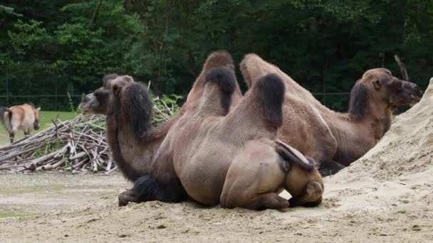 Baktrijské Velbloudy Camelus Bactrianus Velký Kopytník Rovnými Prsty Původem Stepí — Stock video