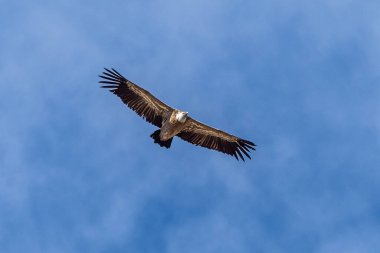 Griffon akbabaları, Una, İspanya 'daki Serrania de Cuenca' da uçan Gyps fulvus. La Raya ve El Escaleron Una 'da