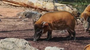 Kızıl nehir domuzu, Potamochoerus porcus, ayrıca çalı domuzu olarak da bilinir. Bu domuzun yer altında yiyecek bulmak için keskin bir koku alma duyusu var..