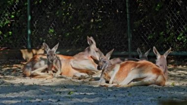 Kırmızı kanguru, Macropus Rufus tüm kanguruların en büyüğü, Avustralya 'ya özgü en büyük karasal memeli ve mevcut en büyük keseli hayvandır..