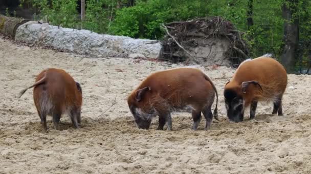 Porc Râu Roșu Potamochoerus Porcus Cunoscut Sub Numele Porc Tufiș — Videoclip de stoc