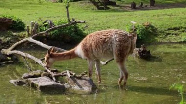 Vicunas, Vicugna Vicugna, And Dağları 'nın yüksek dağlık bölgelerinde yaşayan lama' nın akrabaları.