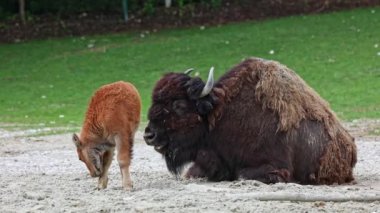 Bizon ya da bizon, bir zamanlar Kuzey Amerika 'da geniş sürüler halinde yaşayan bir bizon türüdür.. 