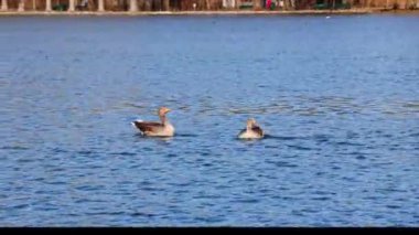 Anser anser, Anatidae familyasından Anatidae familyasından bir kaz türü. Burada havada uçuyor..