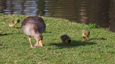 Küçük bebekleri olan gri lag kazları ailesi. Gri-lag kaz, Anser anser, Anatidae familyasından bir kaz türü.