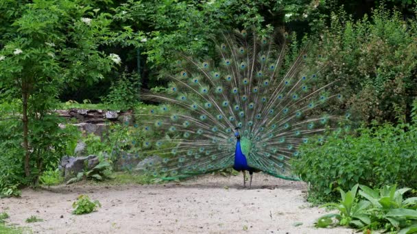 Hint Peafowl Veya Mavi Peafowl Büyük Parlak Renkli Bir Kuş — Stok video