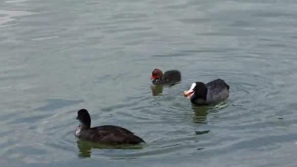 Eurasian Coot Feeding Its Chick Fulica Atra Also Known Common — Stock Video