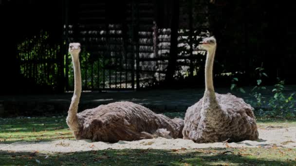 Страус Struthio Camelus Або Просто Страус Вид Великих Нелітаючих Птахів — стокове відео