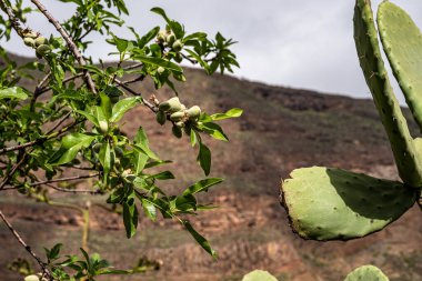 Barranco de Guayadeque 'den Caldera de los Marteles' e yapılan yürüyüş sırasında görülen muhteşem çiçekler, altında kuru tarlalar bulunan volkanik bir bölge, Büyük Kanarya, Kanarya Adası, İspanya, Avrupa