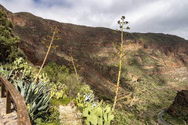 Barranco de Guayadeque 'den Caldera de los Marteles' e yürüyüş, altında kuru tarlalar bulunan volkanik bir alan, Gran Canaria, Kanarya Adası, İspanya, Avrupa