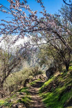 Flora, İspanya, Gran Canaria 'daki Tejeda Vadisi' nde. Adanın orta kesimindeki anıtlar, Barranco de Tejeda boyunca yürüyorlar.