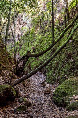 Finca de Osorio Botanik Parkı 'nda, İspanya' daki Gran Canaria Adası yakınlarındaki çiçek ve ağaçlar.