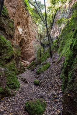 Finca de Osorio Botanik Parkı 'nda, İspanya' daki Gran Canaria Adası yakınlarındaki çiçek ve ağaçlar.