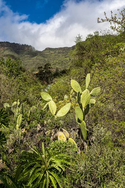 stock image Hiking from Barranco de Guayadeque to Caldera de los Marteles, a volcanic area with dry fields at the bottom, Gran Canaria, Canary Island, Spain, Europe