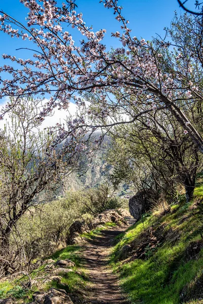 Flora Dolinie Tejeda Gran Canarii Hiszpania Montaże Centralnej Części Wyspy — Zdjęcie stockowe