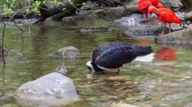 Saman boyunlu Ibis, Threskiornis spinicollis, Threskiornithidae familyasından bir kuş türü.. 
