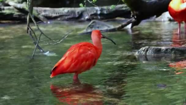 Szkarłatny Ibis Eudocimus Ruber Ptak Rodziny Threskiornithidae Podziwiany Przez Czerwonawe — Wideo stockowe