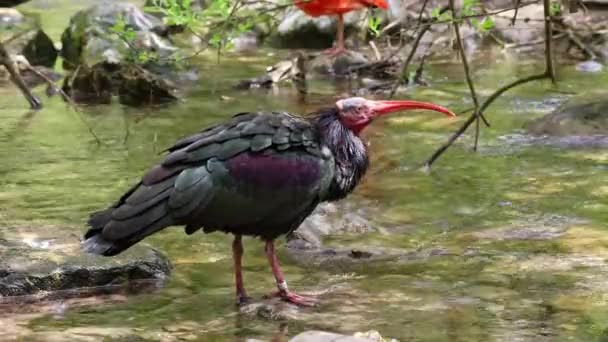 Ibis Careca Norte Ibis Eremita Waldrapp Lat Geronticus Eremita Uma — Vídeo de Stock