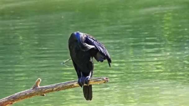 Der Große Kormoran Phalacrocorax Carbo Bekannt Als Der Große Schwarzkormoran — Stockvideo