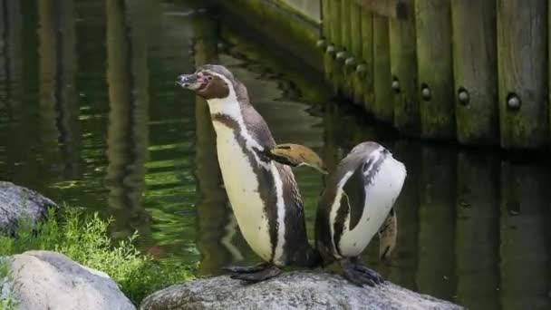 Pinguino Humboldt Spheniscus Humboldti Pinguino Peruviano — Video Stock