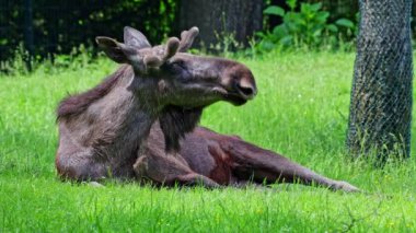 Geyik ya da geyik, Alces Alces geyik familyasındaki en büyük türdür. Geyikler, erkeklerin geniş, düz ya da palmat boynuzlarıyla ayırt edilir..