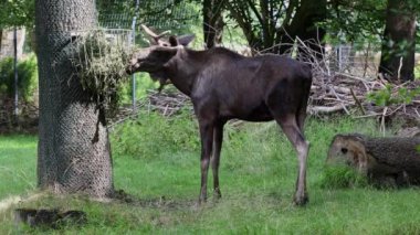 Geyik ya da geyik, Alces Alces geyik familyasındaki en büyük türdür. Geyikler, erkeklerin geniş, düz ya da palmat boynuzlarıyla ayırt edilir..