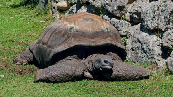 Tortue Géante Aldabra Aldabrachelys Gigantea Sur Île Curieuse Site Programme — Video
