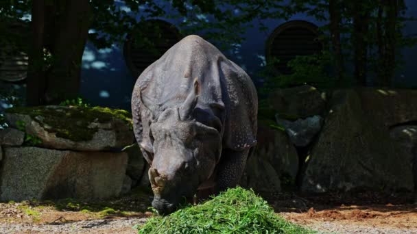 코뿔소 Indian Rhinoceros 코뿔소 Rhinoceros Unicornis 코뿔소 Greater One Horred — 비디오