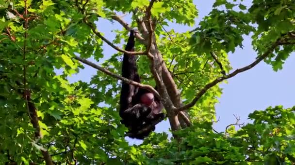 黑头蜘蛛猴 阿泰丝飞丝是一种蜘蛛猴 一种新世界猴子 来自中美洲和南美洲 — 图库视频影像