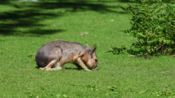 巴塔哥尼亚马拉多利霍蒂斯帕塔格南这些豚鼠的大型亲属在阿根廷的巴塔哥尼亚草原上很常见 但也生活在南美洲的其他地区 如巴拉圭 — 图库视频影像