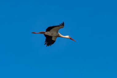 Los Barruecos Doğal Anıtı, Malpartida de Caceres, Extremadura, İspanya 'da uçan Avrupa beyaz leyleği, Ciconia ciconia.