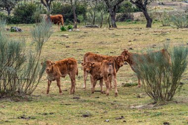 Herreruela 'da yeşil bir çayırda otlayan inekler, İspanya' da Extremadura, Avrupa
