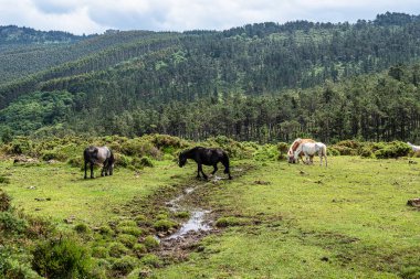 San Andres de Teixido yolu boyunca vahşi atlar, A Coruna Eyaleti, Galiçya, İspanya. Ruta de la Miradores