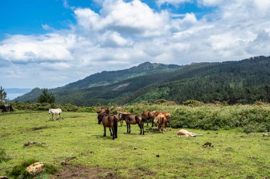 San Andres de Teixido yolu boyunca vahşi atlar, A Coruna Eyaleti, Galiçya, İspanya. Ruta de la Miradores