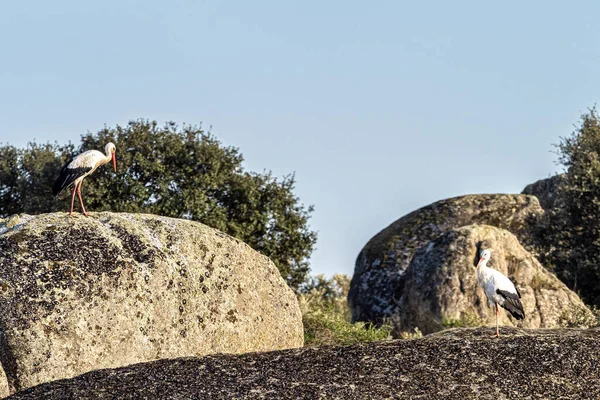 シコニア バルーエコス自然記念碑 マルパルダ カセレス スペインのエクストレマドゥーラ州の保護地域に植民地をコウノトリ — ストック写真
