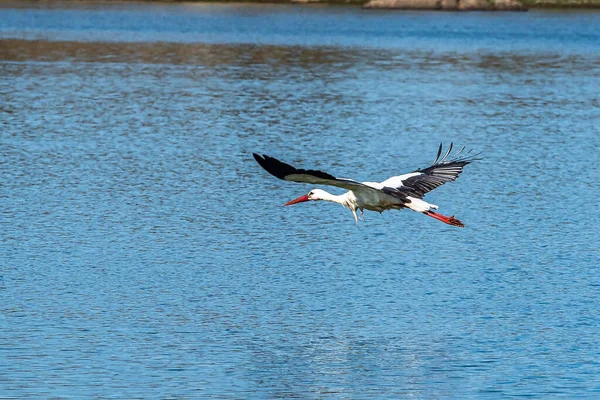 stock image European white stork, Ciconia ciconia flying at Los Barruecos Natural Monument, Malpartida de Caceres, Extremadura, Spain.