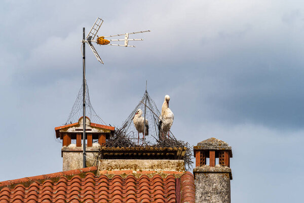 Storks on top of the Town hall Ayuntamiento in the village of Salorino, Extremadura in Spain, Europe
