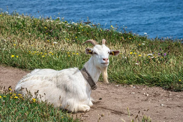 Wild Goats Cliffs Estaca Bares Peninsula Coast Province Coruna Galicia — Stock Photo, Image