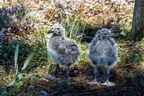 stock image Baby Yellow-legged Gull. Larus michahellis. Natural Park of the Cies Islands. Galicia, Spain in Europe