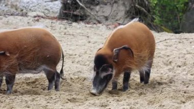 Kızıl nehir domuzu, Potamochoerus porcus, ayrıca çalı domuzu olarak da bilinir. Bu domuzun yer altında yiyecek bulmak için keskin bir koku alma duyusu var..